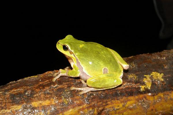 Hyla arborea