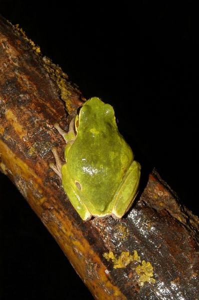 Hyla arborea