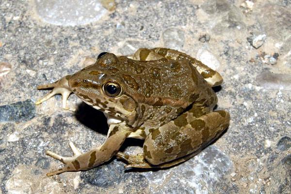 Pelophylax kurtmuelleri