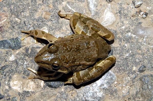 Pelophylax kurtmuelleri