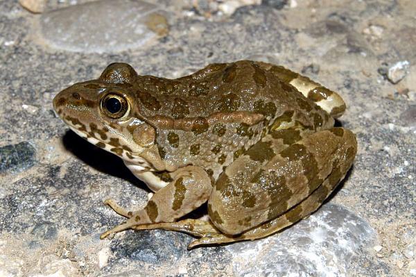 Pelophylax kurtmuelleri