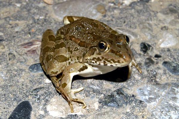 Pelophylax kurtmuelleri