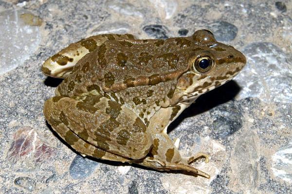 Pelophylax kurtmuelleri