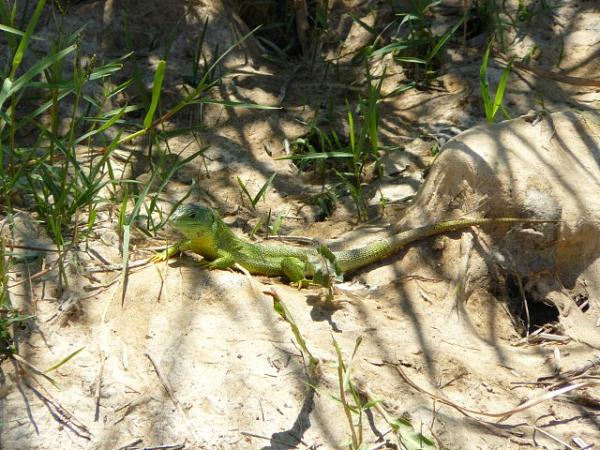 Lacerta trilineata