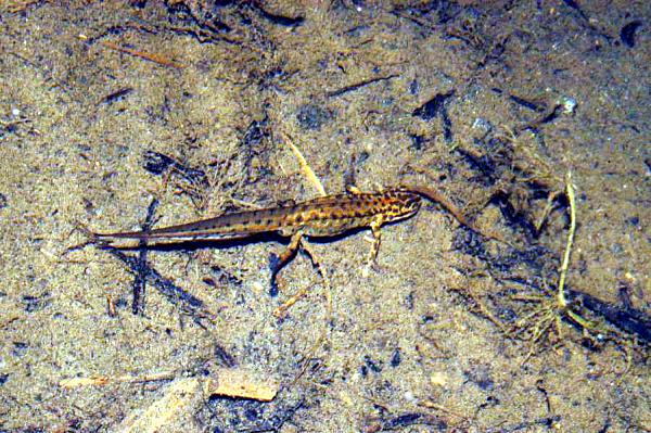 Lissotriton vulgaris