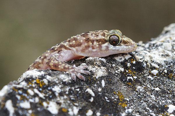 Hemidactylus turcicus