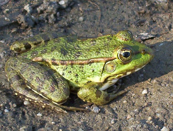 Pelophylax ridibundus