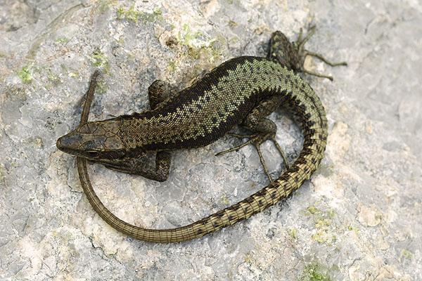 Iberolacerta horvathi