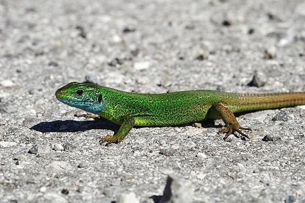 Lacerta viridis