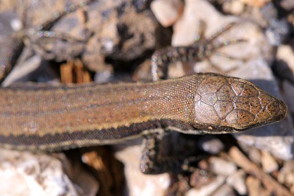 Podarcis muralis