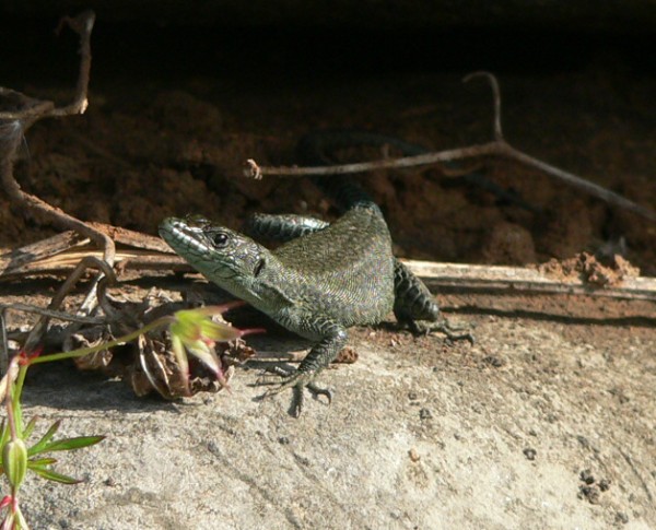 Dalmatolacerta oxycephala