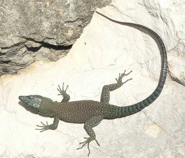 Dalmatolacerta oxycephala Dalmatolacerta oxycephala