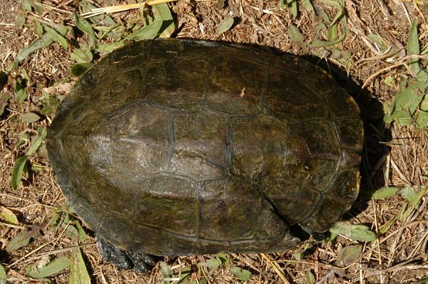 Mauremys rivulata