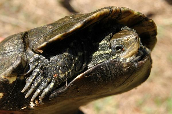 Mauremys rivulata