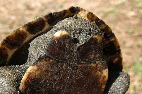 Mauremys rivulata