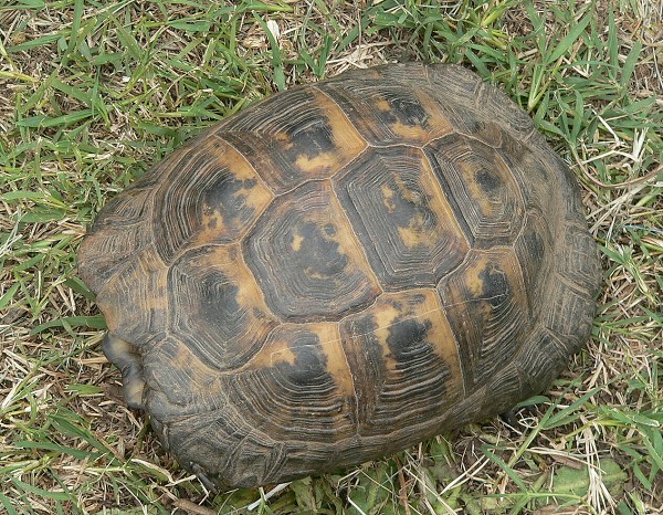 Testudo graeca