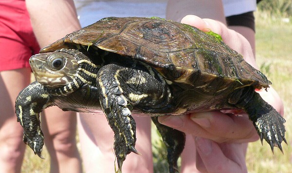 Mauremys rivulata