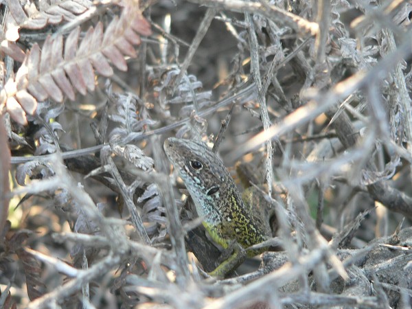 Lacerta viridis