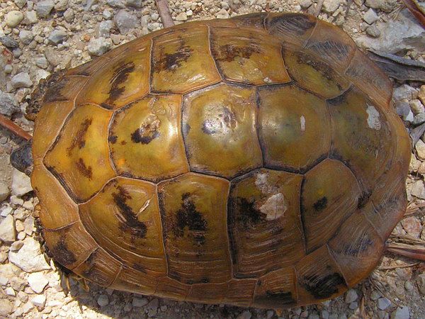 Testudo hermanni