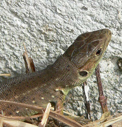 Lacerta viridis