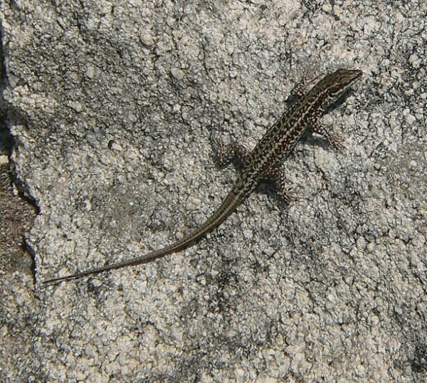 Podarcis erhardii