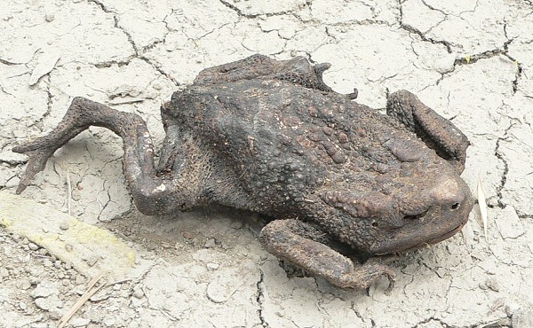 Bufo bufo