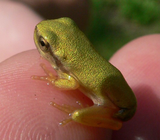 Hyla arborea