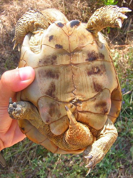 Testudo hermanni