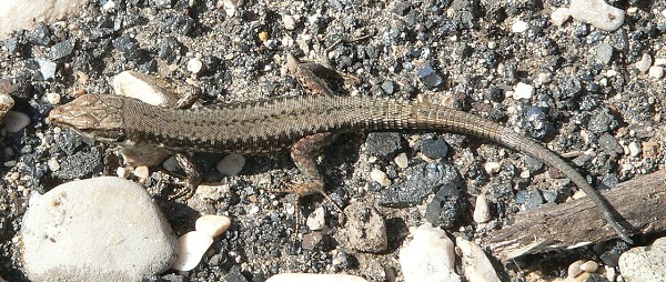 Podarcis muralis