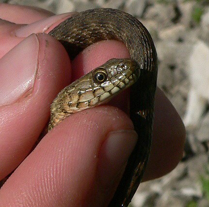 Natrix tessellata