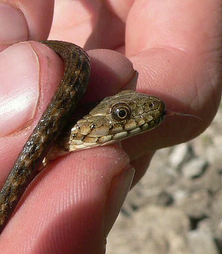 Natrix tessellata