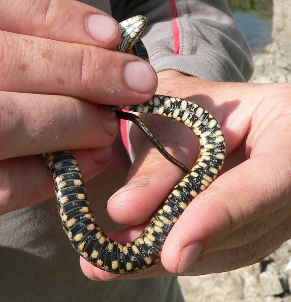 Natrix tessellata