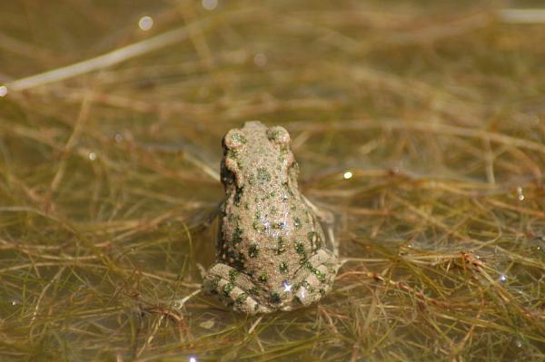 Pseudepidalea viridis