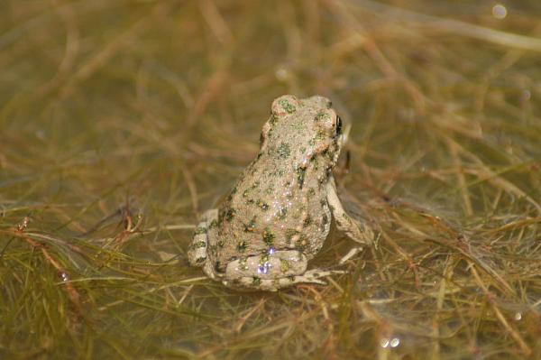 Pseudepidalea viridis