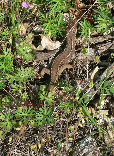 Lacerta viridis