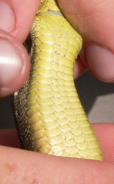 Lacerta viridis