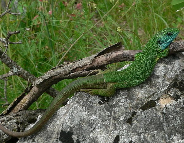 Lacerta viridis