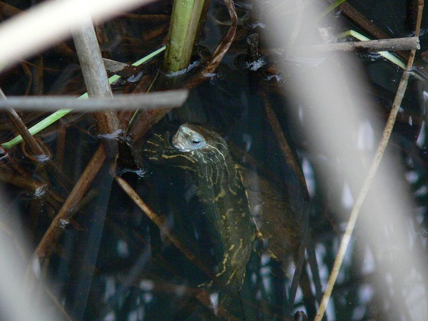 Mauremys rivulata