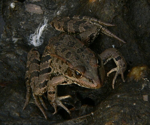 Pelophylax shqipericus