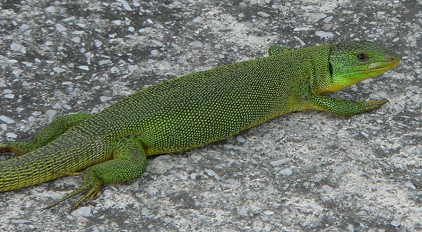 Lacerta trilineata