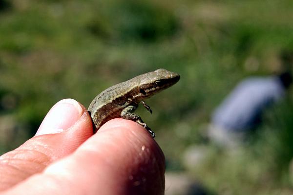 Podarcis muralis