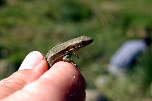 Podarcis muralis