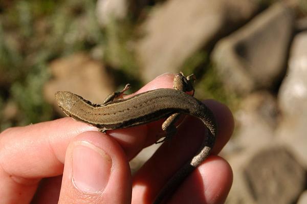 Podarcis muralis