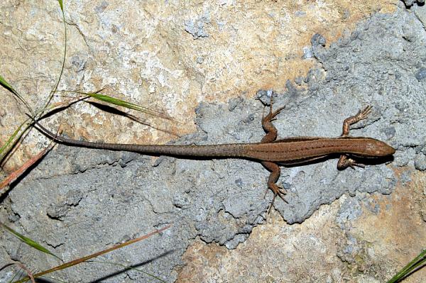 Podarcis muralis