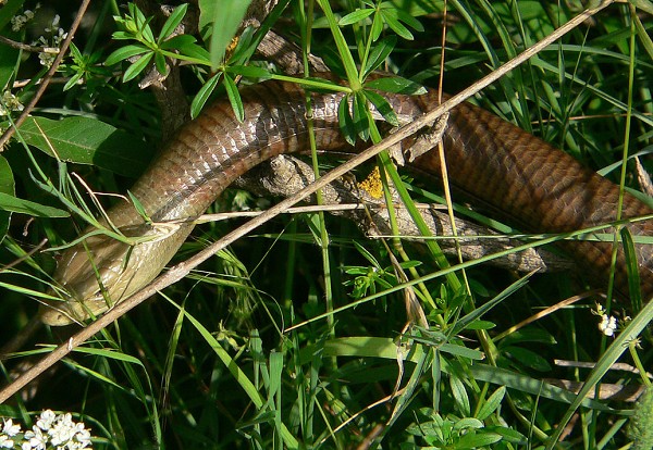 Pseudopus apodus