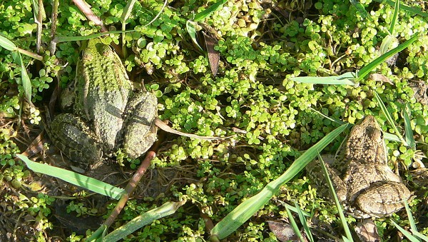 Pelophylax shqipericus