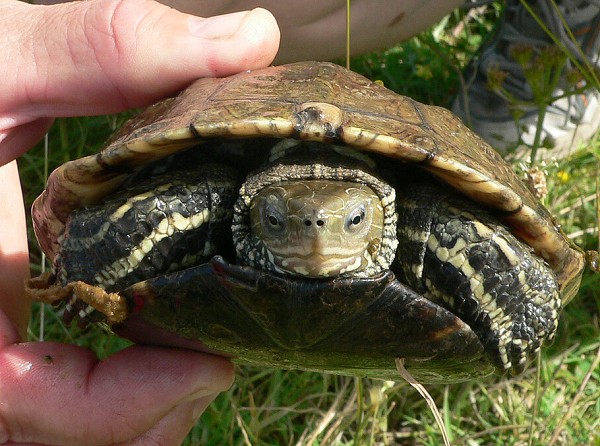 Mauremys rivulata