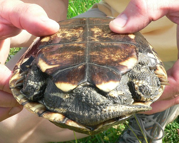 Mauremys rivulata