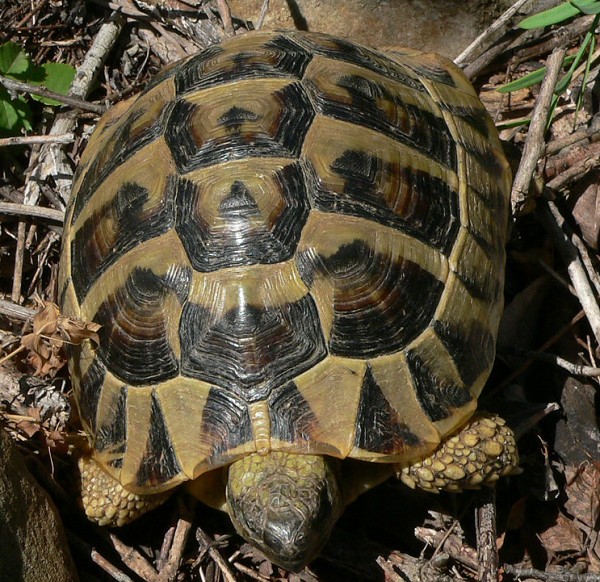 Testudo hermanni