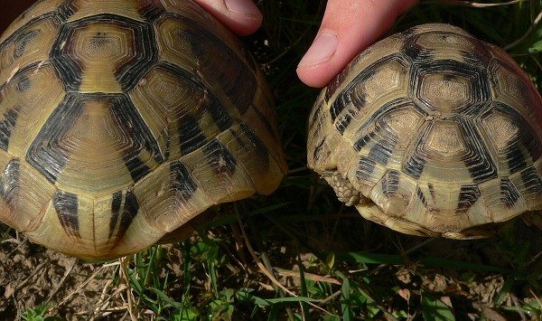 Testudo hermanni